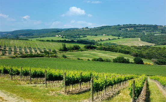 g4ut13r's tweet photo. Vin et numérique: de la vigne au consommateur, le basculement d'un monde aux fortes valeurs https://t.co/l2RVkov2HW https://t.co/WaDULBmbQK
