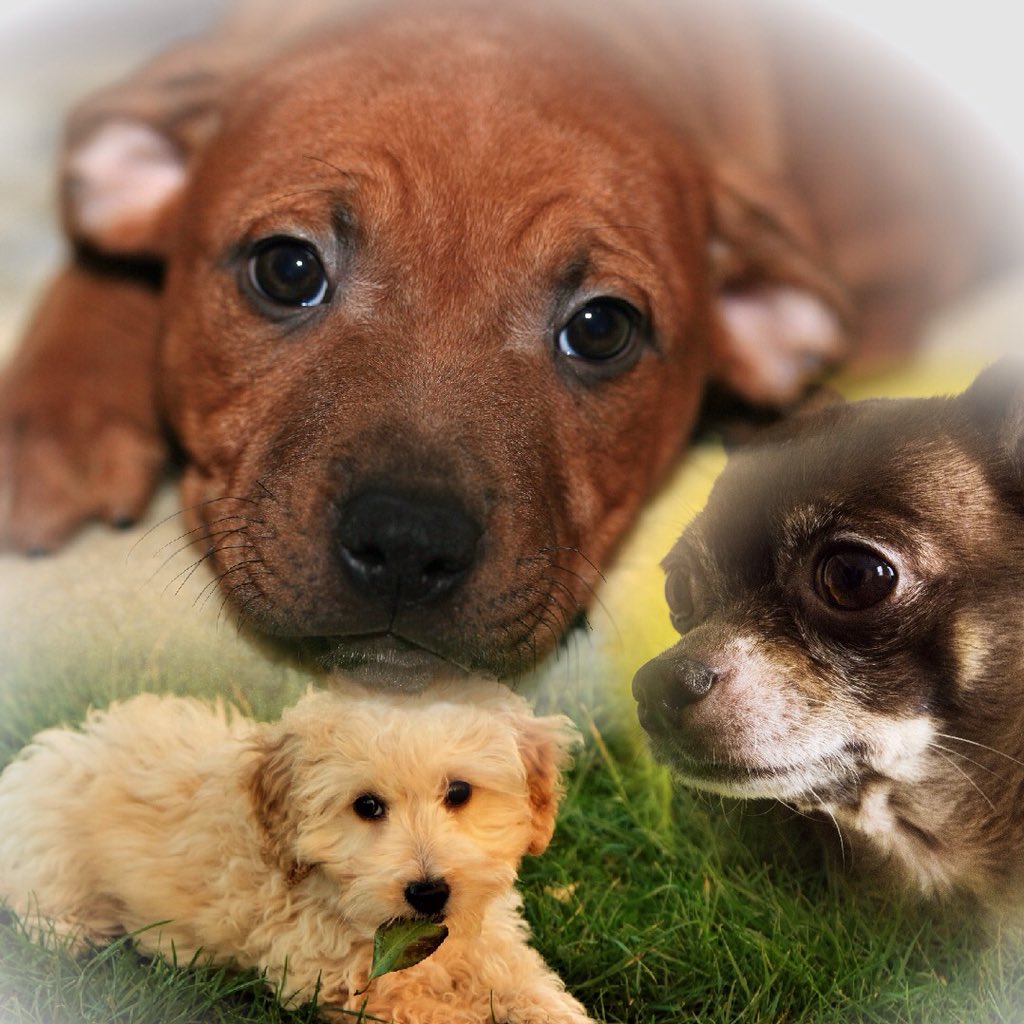 PhotoTangler tweet picture