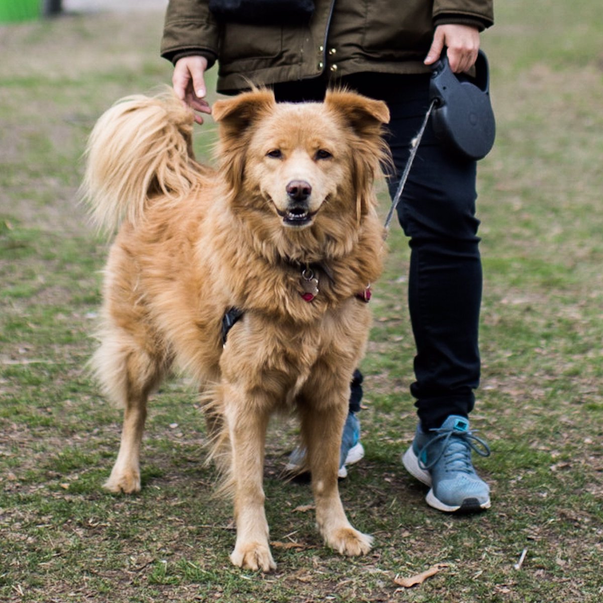 The Dogist On Twitter Summer Chow Chow Golden Retriever Mix 8 Y O Central Park Nyc She Knows How To High Five And Is A Hunter She Ll Chase Anything Https T Co Prwufk5jat