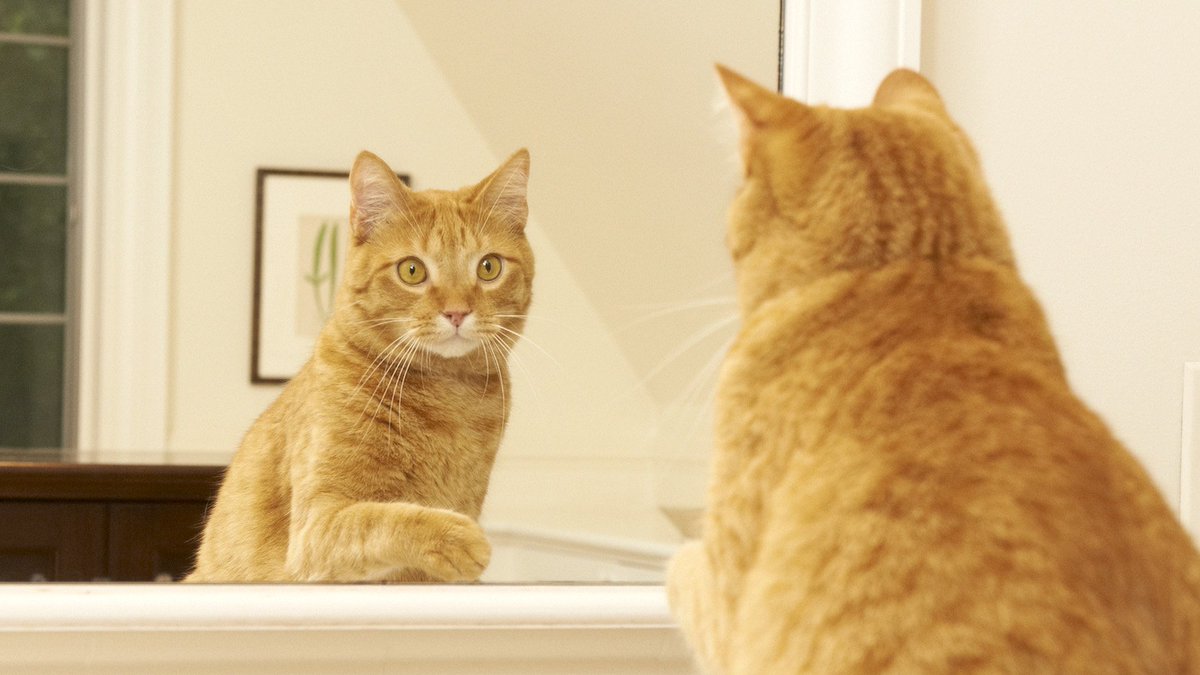 TidyCats tweet picture