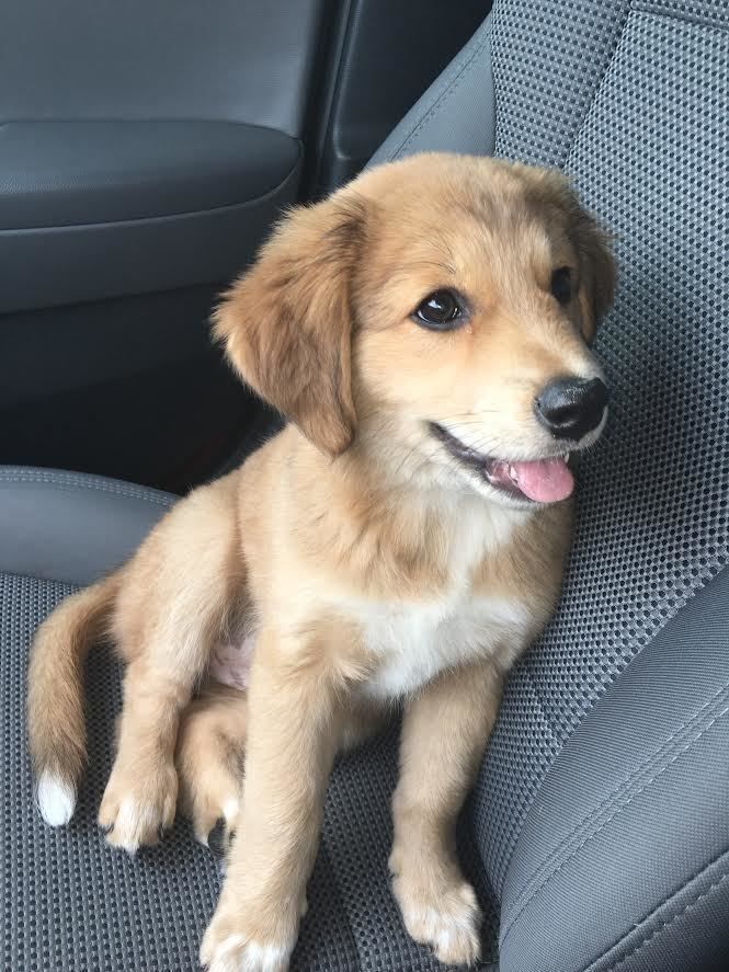 DailyiDogs's tweet photo. Golden Retriever, German Shephard and Australian Shephard mix https://t.co/mf704b6NgC