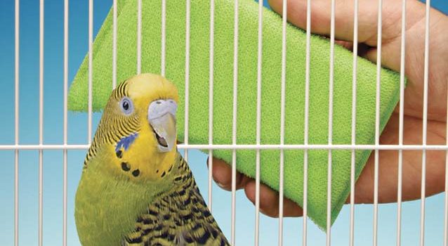 bluemacaws's tweet image. Trucos para agilizar la limpieza de nuestros aviarios.
bluemacaws.es/trucos-para-ag…