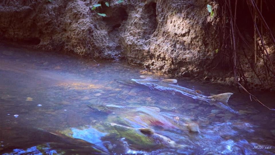 These fish are thankful for the rain! Spawning coho salmon on the North Coast, photo by Mike Wier #mindfishmondays #CAwater #salmon