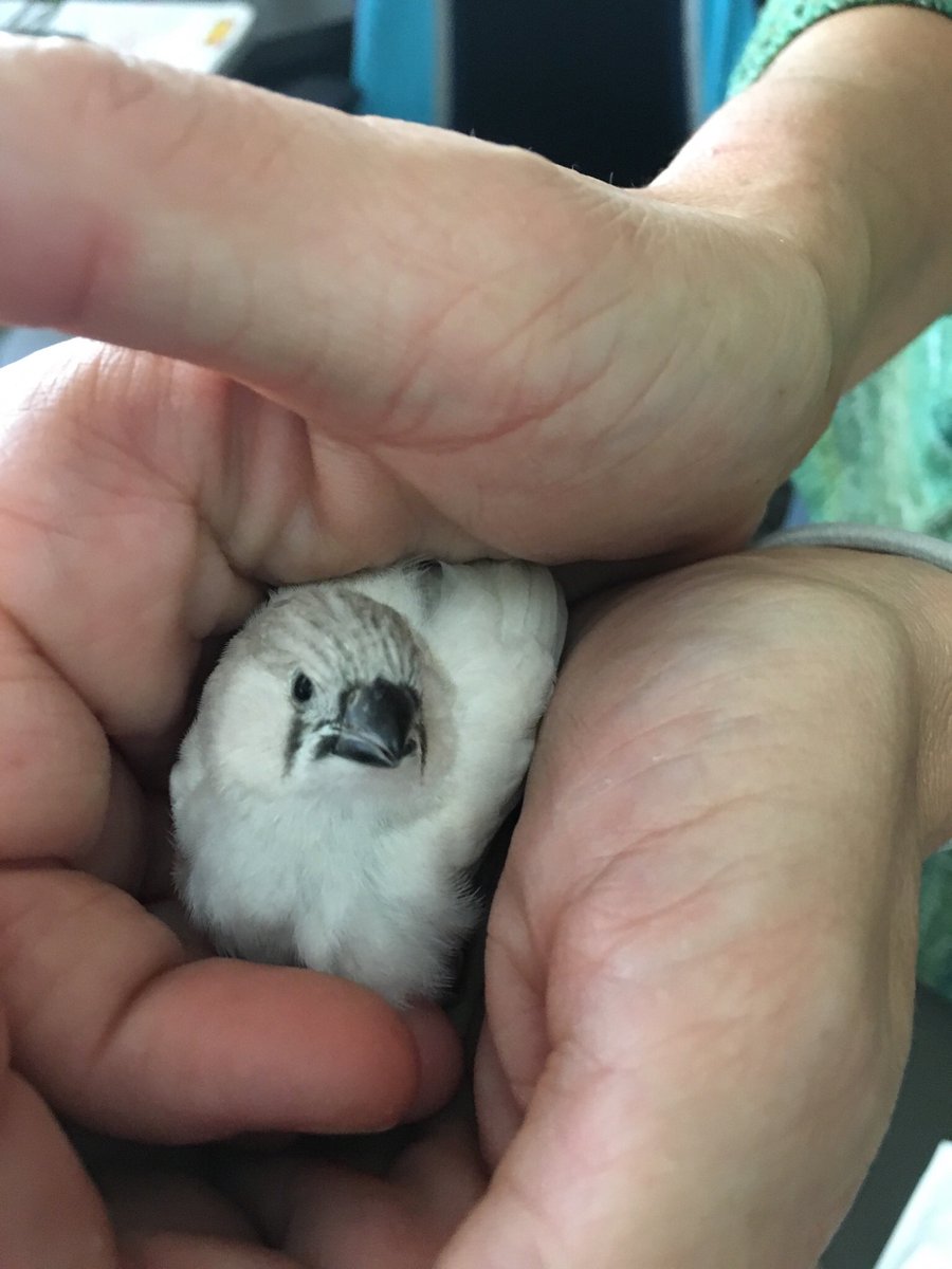 Excitement at Remington! Baby Finches in the Aviary. <a href="/deborahgist/">Deborah Gist</a> @paularshannon <a href="/CandaceStine/">Candace Stine</a>