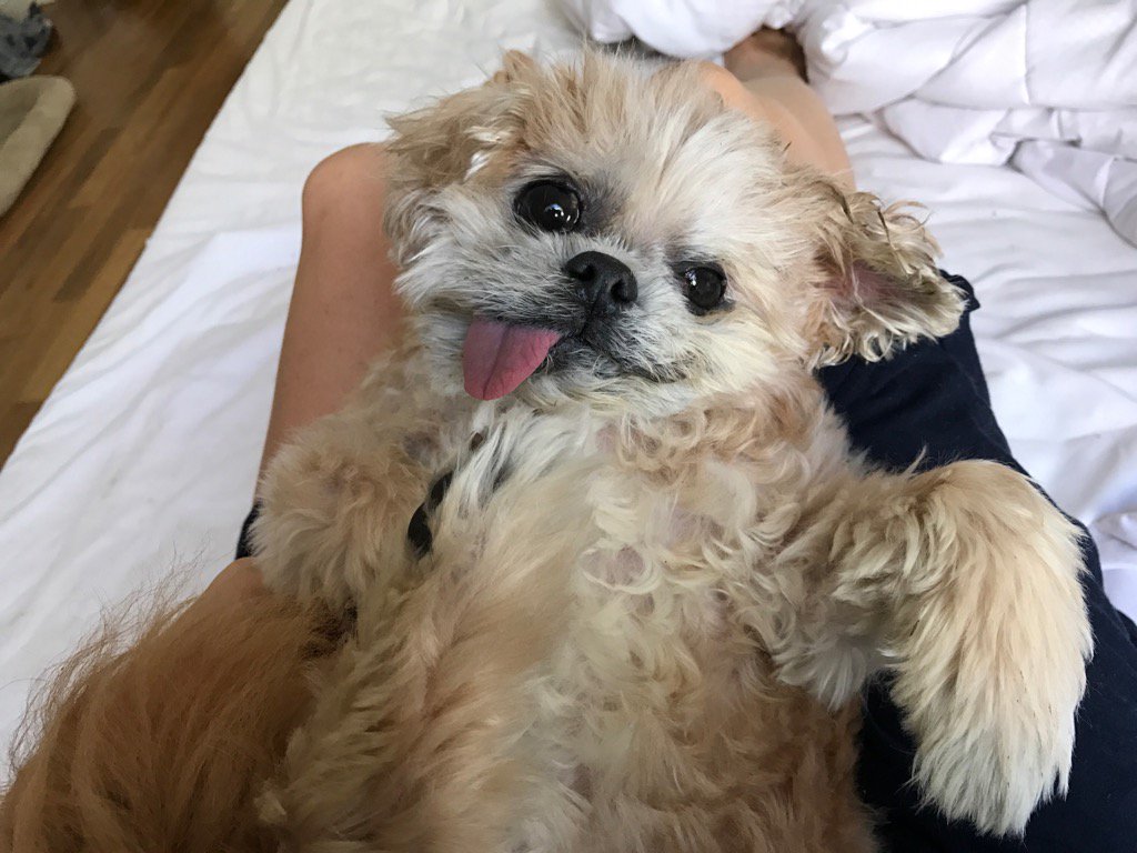 MarnieTheDog's tweet photo. It's Munday? What's a Munday? https://t.co/oC29TV2t0V