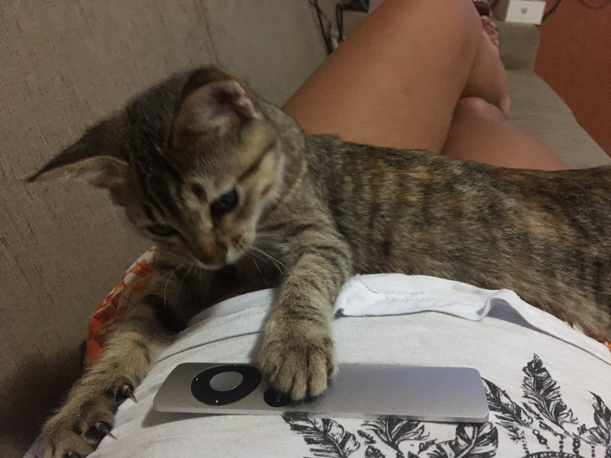 combineestilos's tweet photo. #NestaSemanaEu nao sei o que será de mim sem ela fazendo syas bagunças pela casa 😞😞😞 volta pra mim... nao acredito que se foi anjo! https://t.co/kzsn7QjzRK
