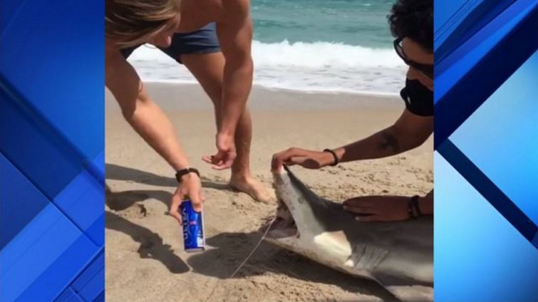 Spring breakers use shark to open beer can bit.ly/2nFhtBe #NotCool https://t.co/mrnHfEsDo5