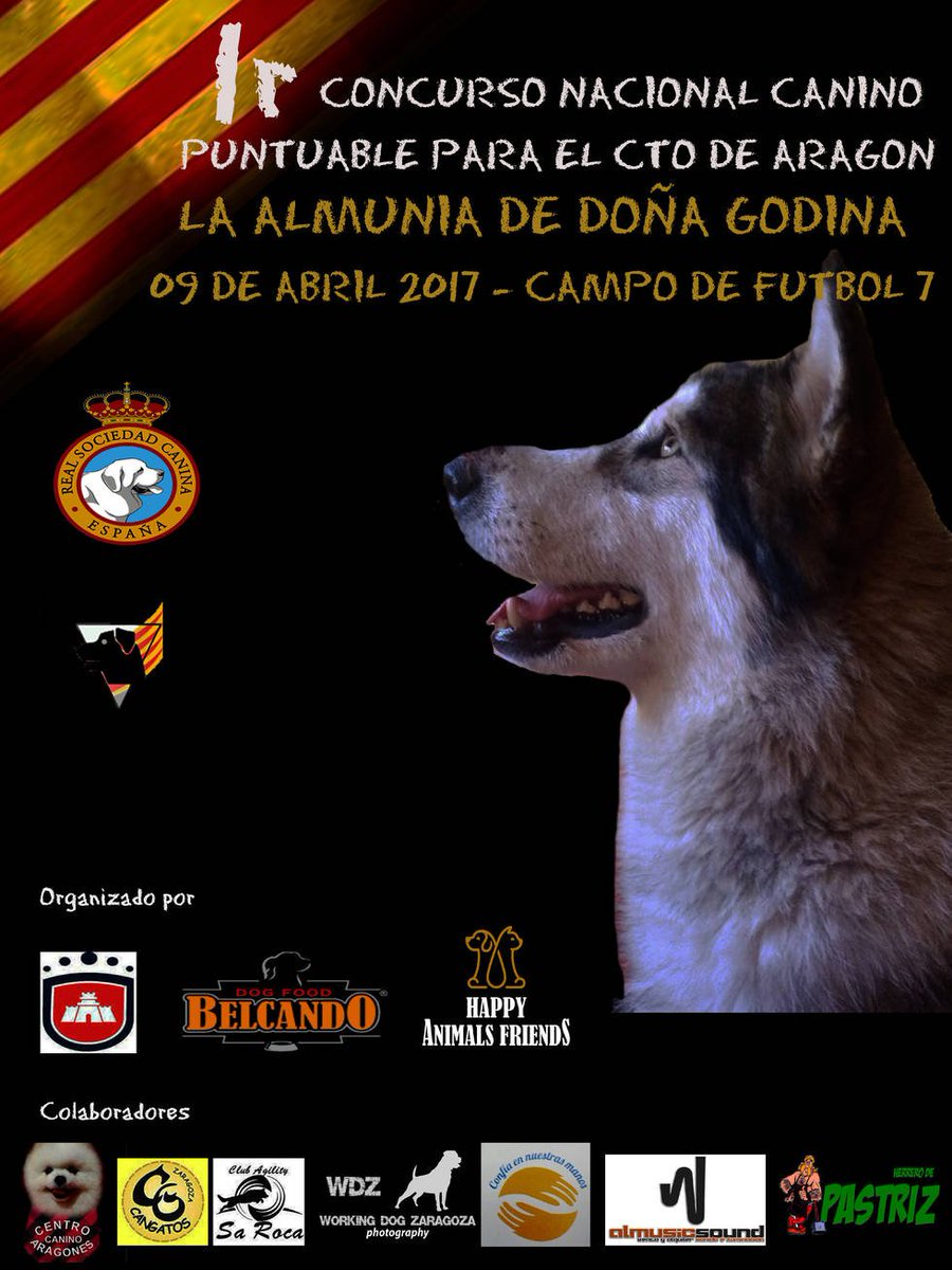 heraldoes's tweet photo. La Almunia celebra su primer concurso de belleza canina https://t.co/wgekvaVh35 #perros #animales #LaAlmunia https://t.co/j1JGAvUM9k