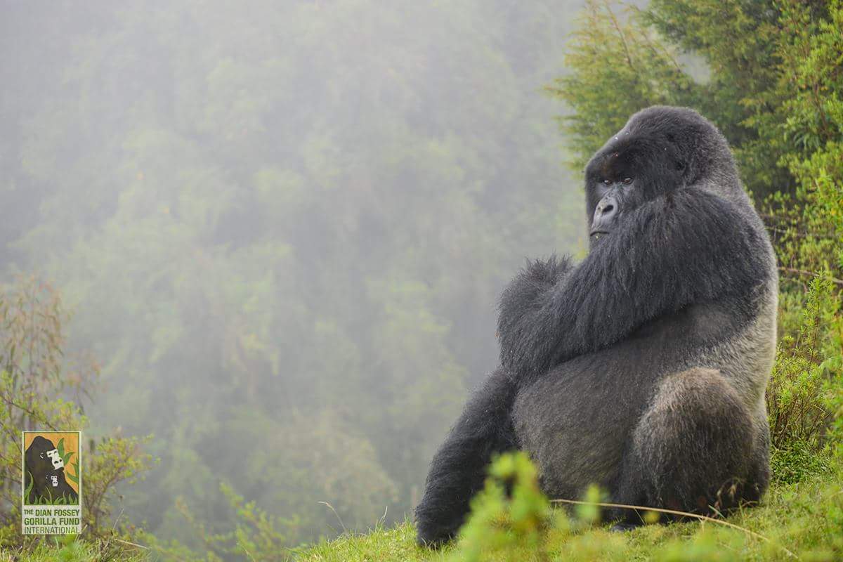 Jeanmariewild's tweet photo. Leading silverback #Isabukuru found dead, sad report from #DFGFI. RIP!!! https://t.co/IFfIiRJtz6