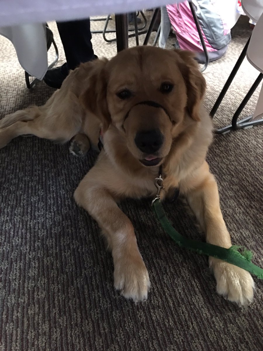 RandolphCCO's tweet photo. @wittenberg students do service to graduate. Many students foster a service dog in training thru @4PawsForAbility. This is Speedy! #Ohio6ct https://t.co/A4x3F1V2L0