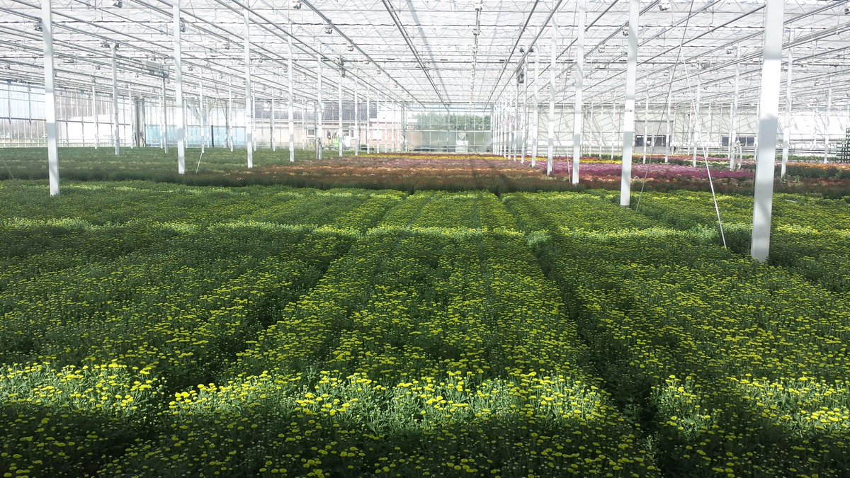 DelphyChrysant 🇺🇦 tweet media