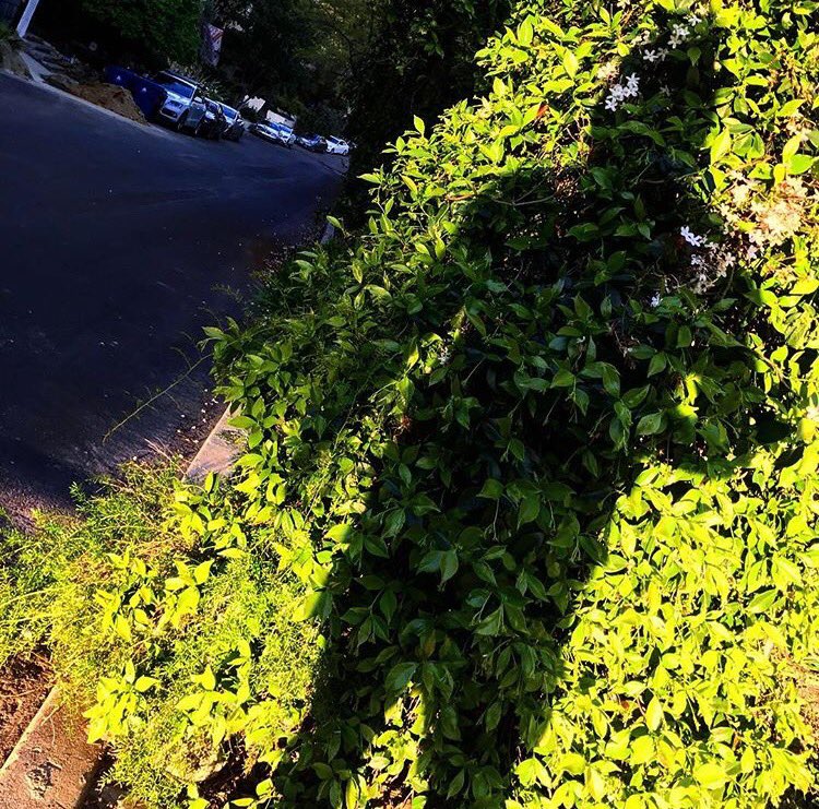 HarryShumJr's tweet photo. 🌳 https://t.co/DtObdiaMRv