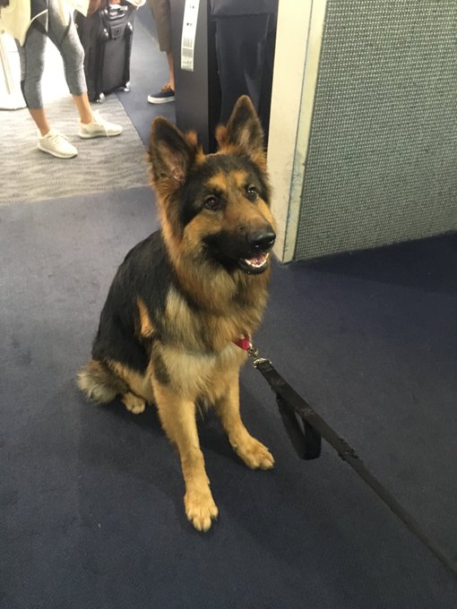 LOOK AT THIS BEAUTIFUL DOGGO GETTING ON MY FLIGHT! ? https://t.co/ofQDLd4VLq