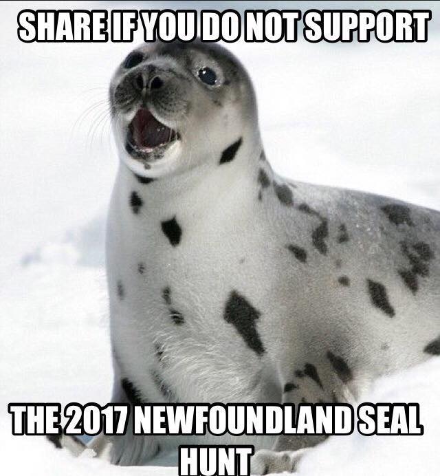 TorontoPigSave's tweet photo. Tomorrow in Newfoundland hunters will slaughter thousands of seals for their fur
Please RT to raise awareness
#SaveOurSeals #Activism #Vegan https://t.co/qnUmIWqTik