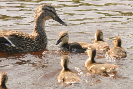 #DYK Why We Should Not Feed Birds Bread – And What to Do Instead
onegreenplanet.org/news/park-sign…
#animals