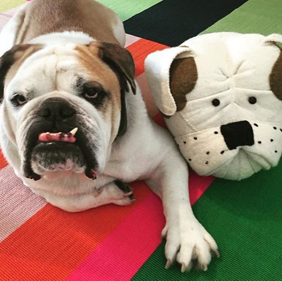 efl_sales's tweet photo. Happy #nationalpuppyday! Celebrating with Hoss and a @fionawalkerltd bulldog head! #twinning #whoworeitbetter https://t.co/NThlweEcMn