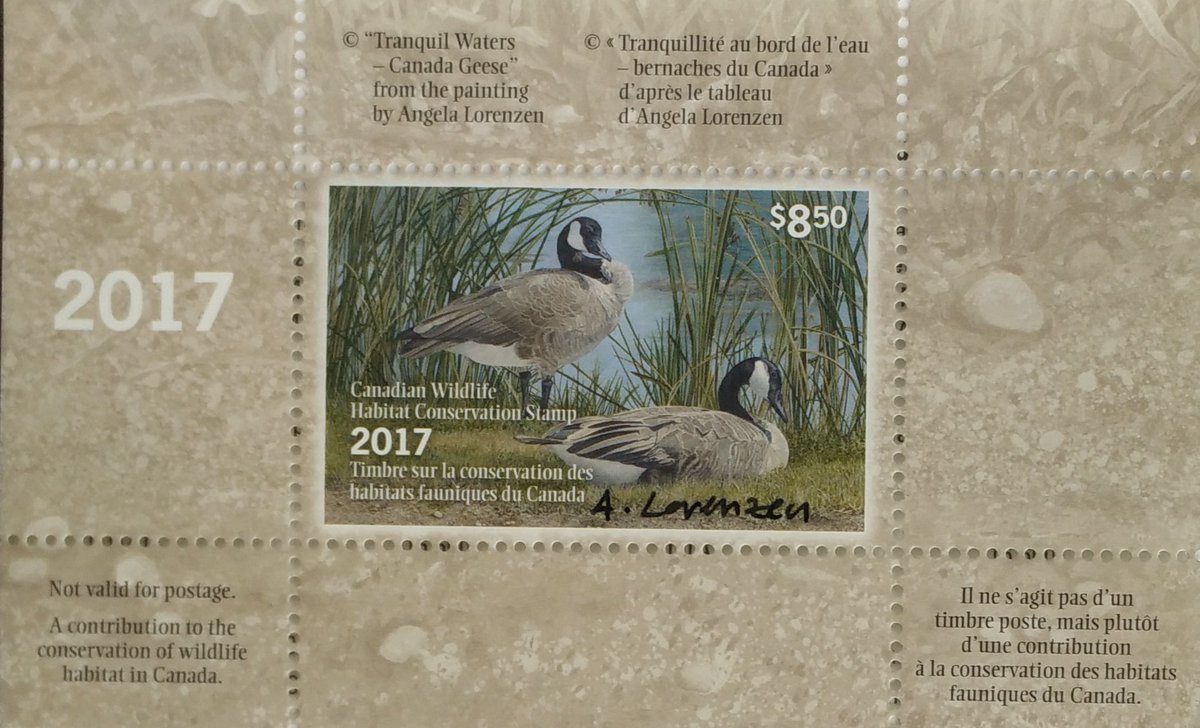 WildlifeHCanada's tweet photo. "Tranquil Waters – Canada Geese" appears as the 33rd #CanadianDuckStamp (and Print) in the series,supporting wetland conservation since 1985 https://t.co/UDmHSRuwxS