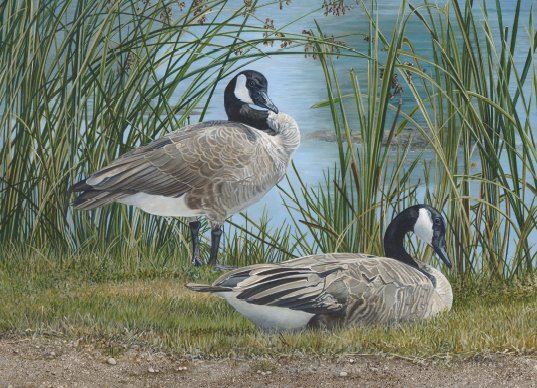 WildlifeHCanada's tweet photo. ANNOUNCING the 2017 WINNING #CanadianDuckStamp and Print: "Tranquil Waters" by Angela Lorenzen! Buy it and support conservation work in cdn https://t.co/fQMvgIiYhK