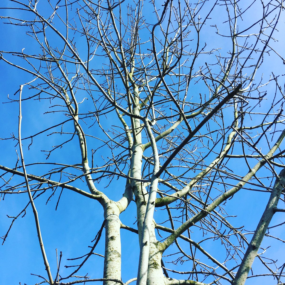luvblackroses's tweet photo. #SilverBirchTree is still waiting on some leaves! https://t.co/yEGhmhxhde