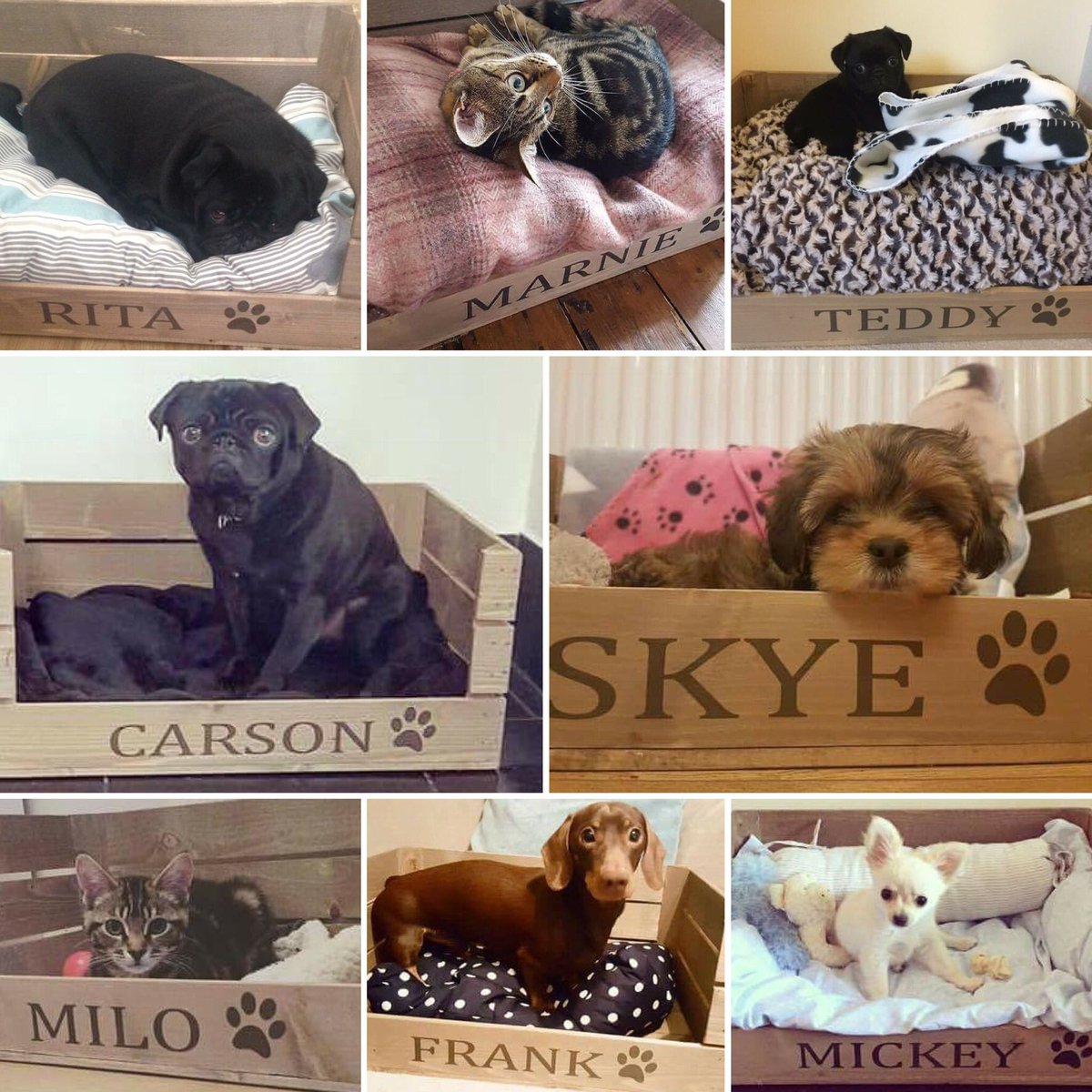 Here's some recent cuties in our personalised pet beds #dorsethour