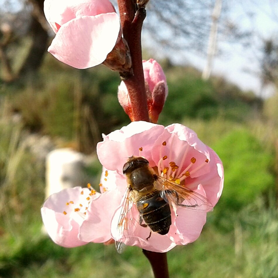Şu sıralar Hayat Bal arısının yaptığı , Bal gibi Tatlı değil Acı ??? .