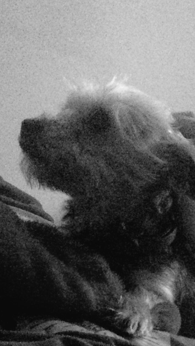 Ty_TheTiger06's tweet photo. My nans dog he snuggles with me at night in the bed instead of his own https://t.co/vXsp4zWf9P
