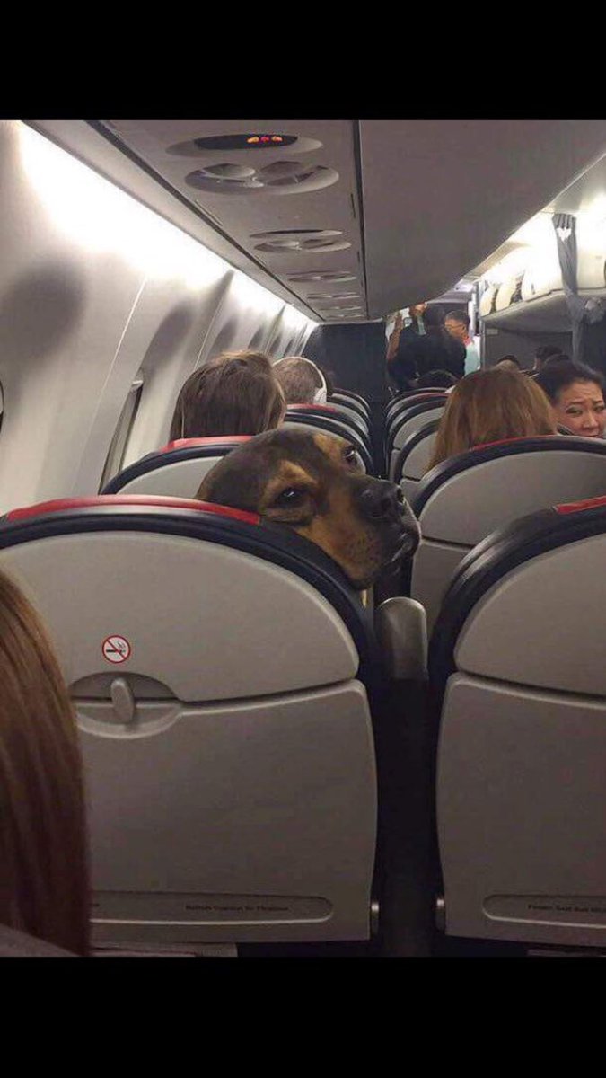 Keyzr7's tweet photo. - ptn pq ya un clébard dans l'avion ??
- Je suis confus mais il y a méprise, mon père est ambassadeur du Gabon à Paris https://t.co/8btGkJ5QgG