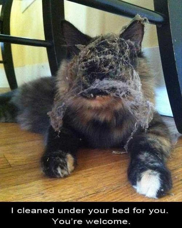 ModestMaids's tweet photo. Cats doing most of the cleaning? Maybe it's time for some real help! 😄 https://t.co/iDNM1x0juw https://t.co/v3ToxVBjkl