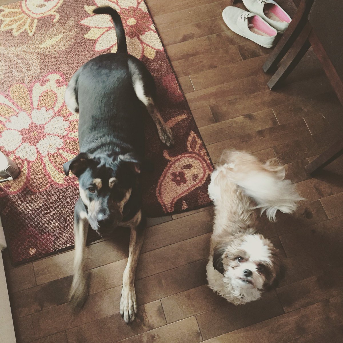 NovasAdventure's tweet image. Practicing some #skills with my #furfriend Princess🐾🐾 #yycdogs