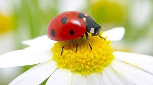 FeedTheBees's tweet photo. RT @VVictoryGardens: Did you know #LadyBugs are a great way to get rid of pests in your garden? Ask the BugLady. https://t.co/RgwE6Toe7x https://t.co/TL8626YAvN