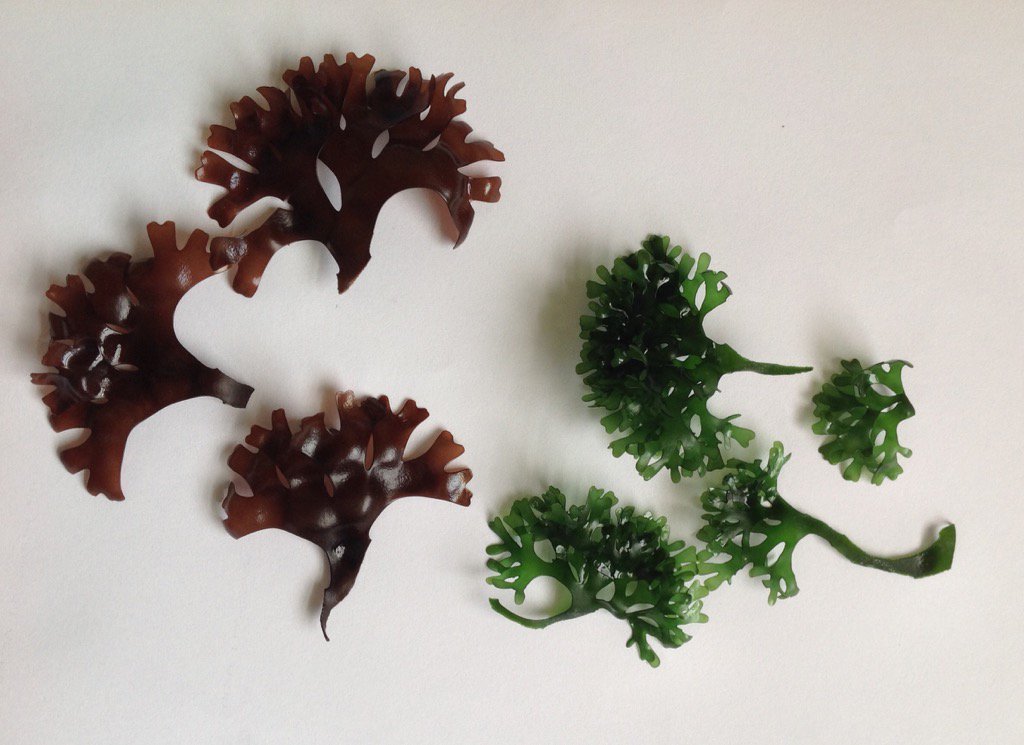 SisterSeaweed's tweet photo. Chondrus crispus #seaweed. Wild type red, &amp; its natural green colour 'mutant' lacking phycoerythrin. https://t.co/GwF5fGpl8x