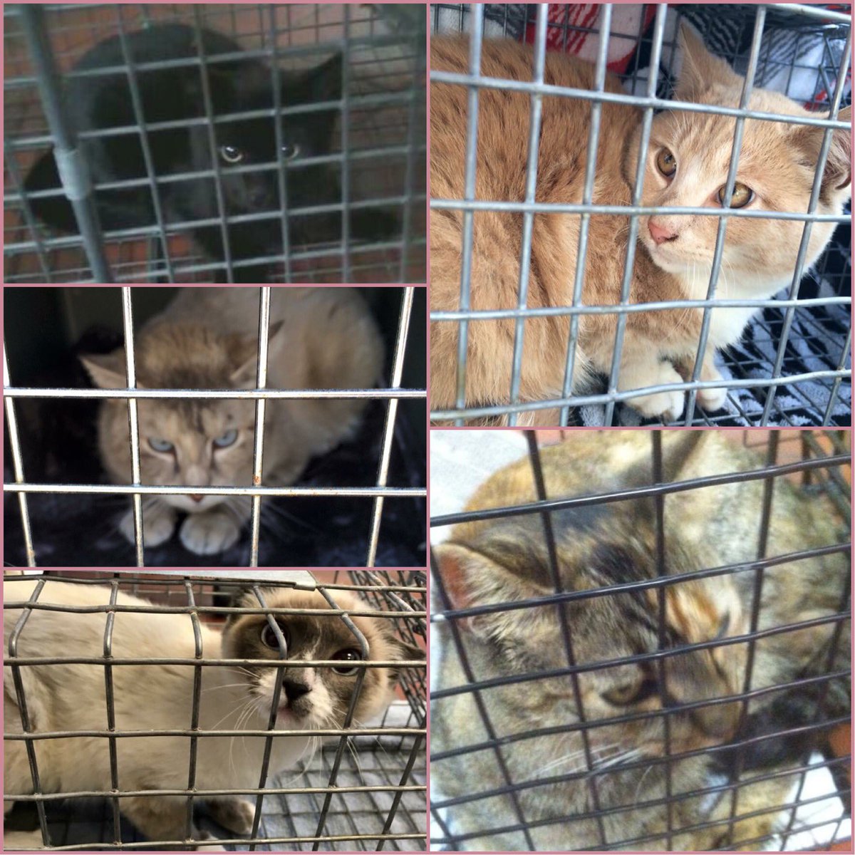 CatJunction's tweet photo. #ThingsSeenInMyCar - Random stray cats in traps on their way to the vet! Kitten Season is in bloom! #AdoptDontShop #Spay #TNR #feraltuesday https://t.co/OFaz8XjqHs