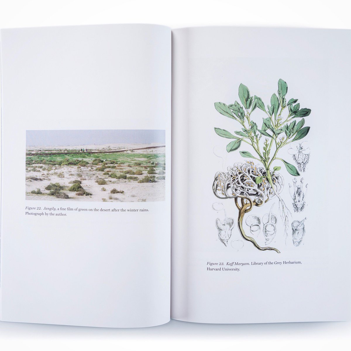 #green landscapes of arid #Bahrain: explored in Gareth Doherty's "Paradoxes of Green: Landscapes of a #CityState" ow.ly/FCMC30ajA3Y