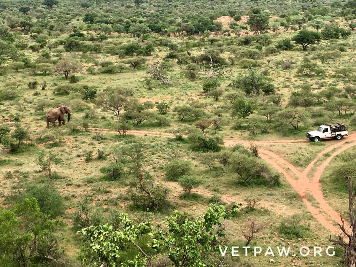VETPAW AERIAL PATROL. Eyes in the skies to keep these big guys safe. #elephant #wildlife #notoivory #nopoaching