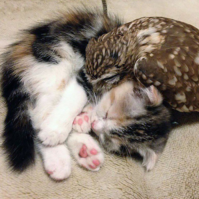 dummyfrogcom's tweet photo. #dummyfrog https://t.co/BaeF3ok9Fu