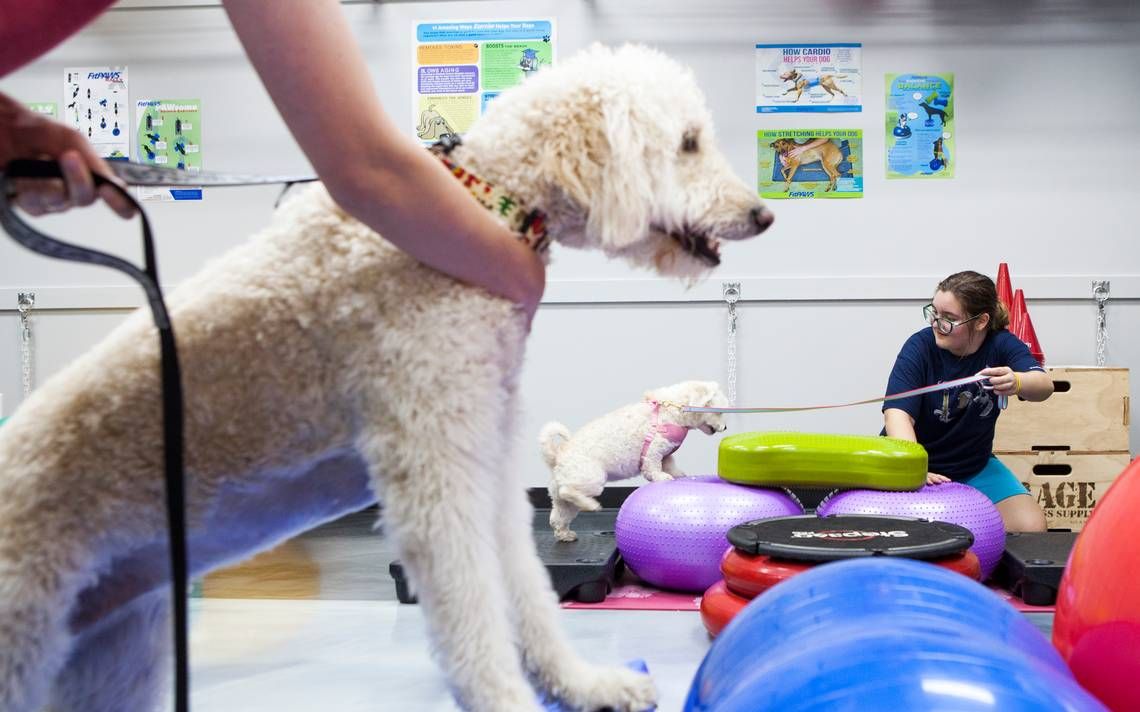 BringFido's tweet photo. Fido can tone up and work out with you at this fitness center &amp; dog spa in Raleigh, NC! #dogsinthegym #petfriendly https://t.co/CW8ybHhSss https://t.co/53I32yT22B