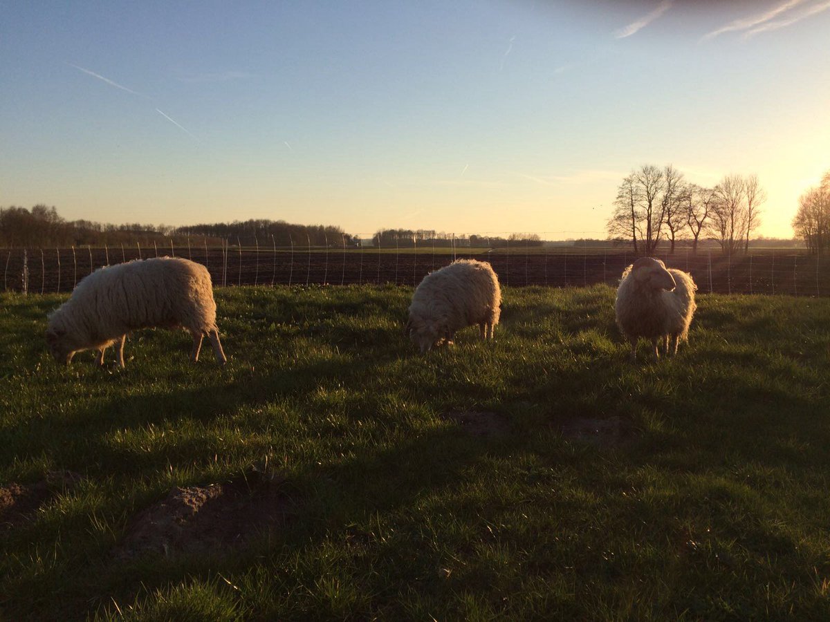 1e #schaap (over de dam) op 't #erf bij #egbertslent