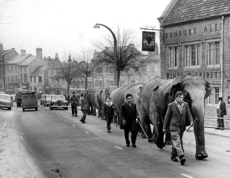 PaddyPatterson's tweet photo. 🐘| Enjoyed the @oxonbussupport Facebook session with @OxLEP_Digital today. And elephants in #ChippingNorton. Is this the pic, Shaun? https://t.co/ewLSF2CZZd