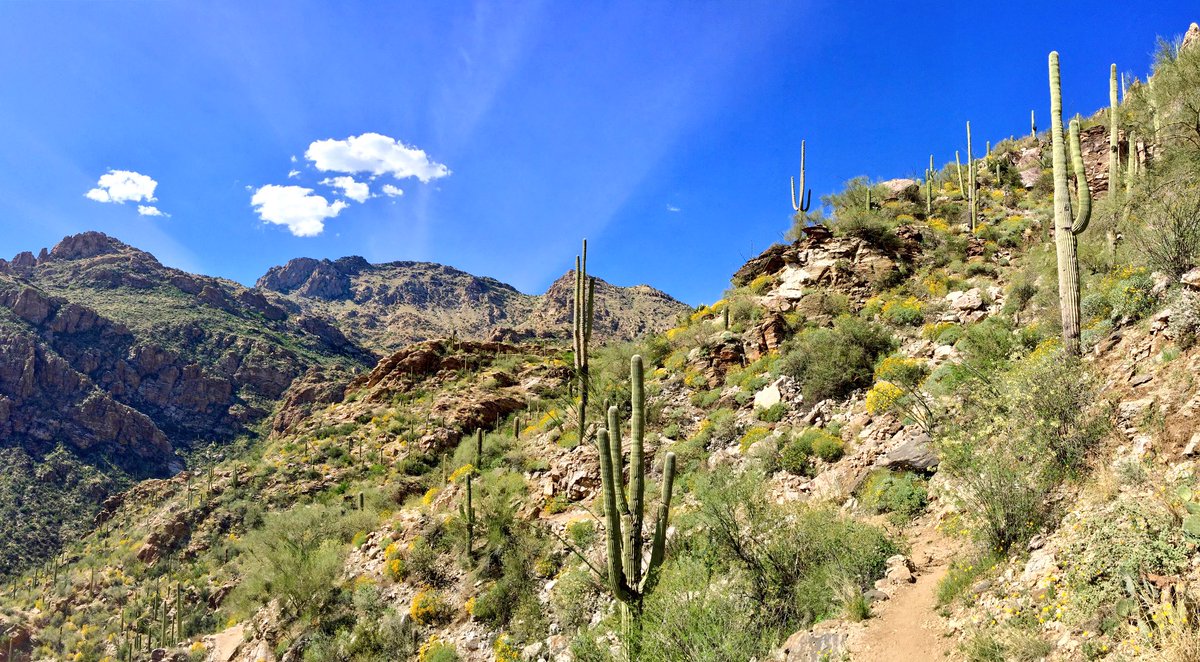 TotallyTrailer's tweet photo. The hills are alive with #saguaros! #tucson #arizona #hiking #rvers #catalinamountains #cactus #desert #fulltimervers #getoutside #nature https://t.co/kmzkiJY1Zl