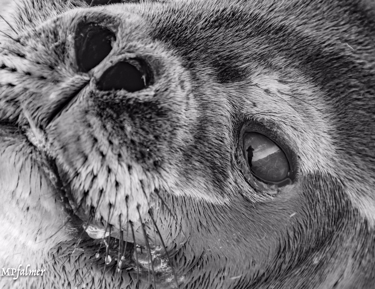 Check out our story on: antarcticsun.usap.gov/science/conten… 
NMFS permit# 19439; ACA permit# 2016-005; Photo by Mike Pfalmer