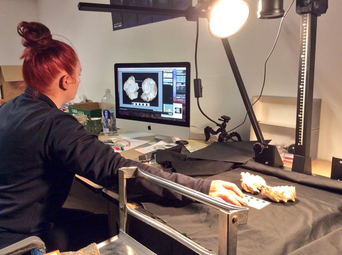 FHSU_Paleo's tweet photo. #digization of a #Cretaceous #ammonite (Plesiscanthoceras amphibulum) at the @SternbergMuseum for @PaleoDigAtlas. @iDigBio #MolluskMonday https://t.co/yvm2AtzP6l