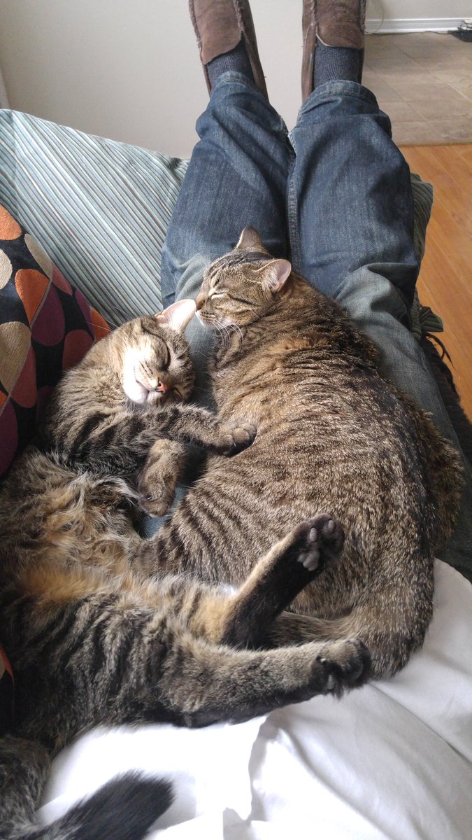 Cats and misic and music and cats