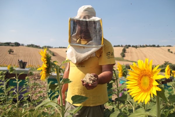 UNBiodiversity's tweet photo. #Hunger4Bees: Declining Bee Populations Mean and Our Food https://t.co/MMq0HC3w8h @SlowFoodHQ https://t.co/jipBLs0iV5