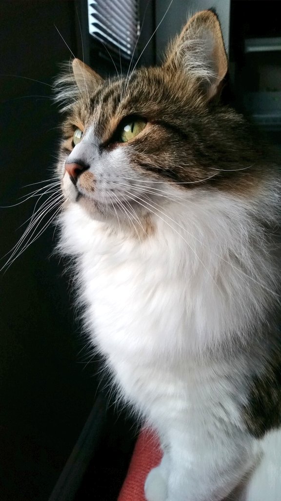 nlmsb's tweet photo. Can it be spring meow? #catrickswayze #wheresmyspring #imissgrass https://t.co/AUvr5RcWWP