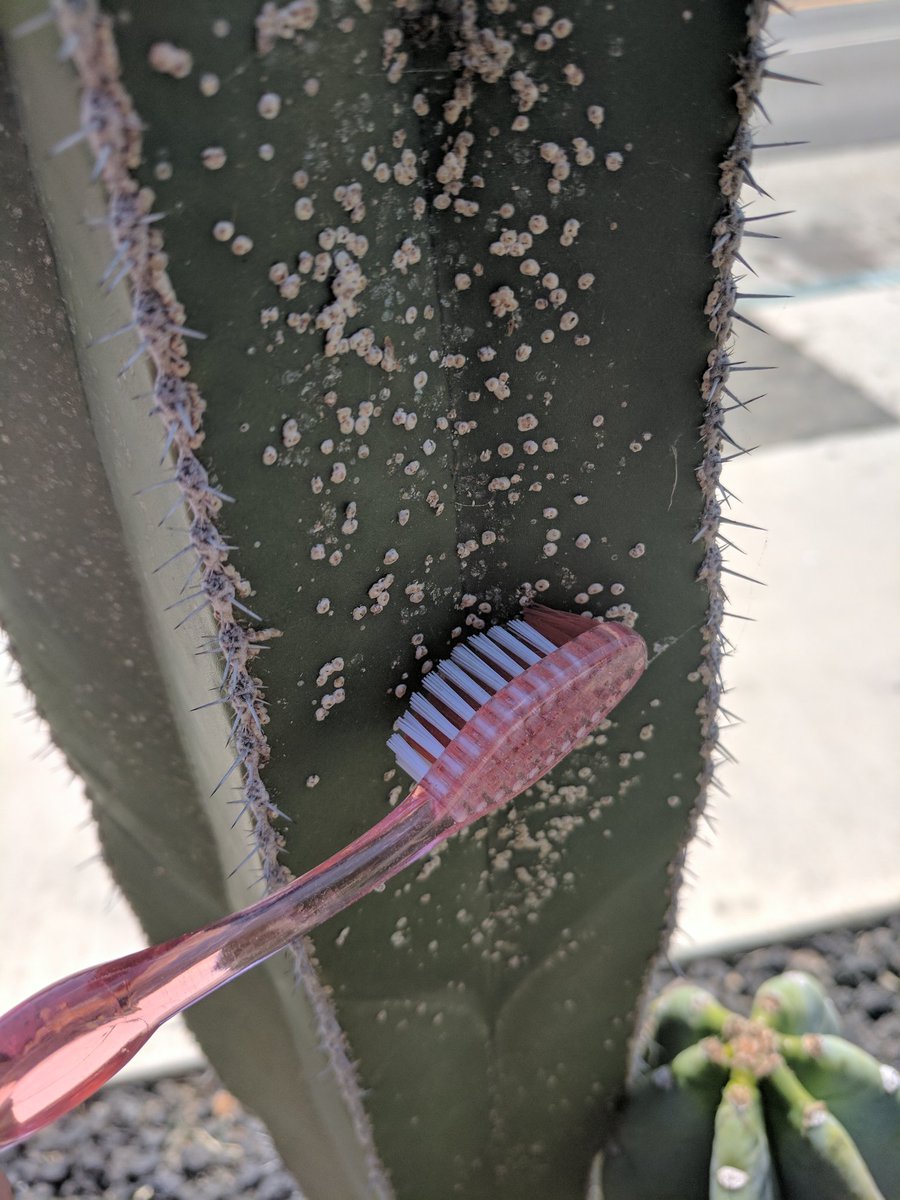 CactusSociety's tweet photo. Maybe do some of those tiny circles like your dentist recommends... 😛 https://t.co/Hir1Rck4kZ