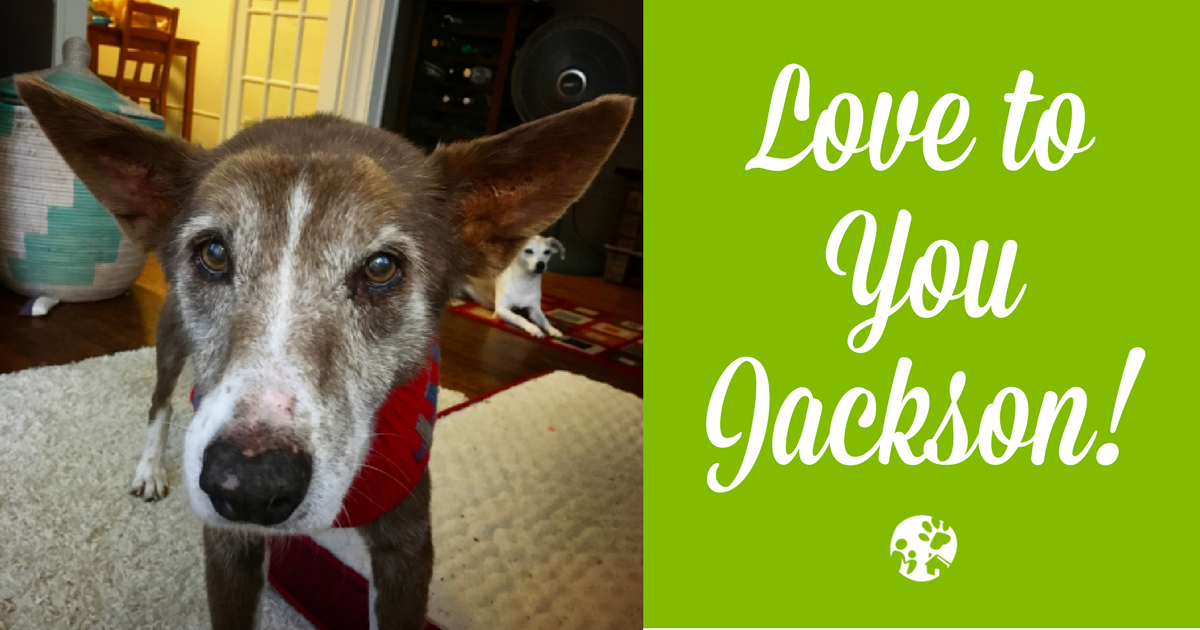 Wondercide tweet media