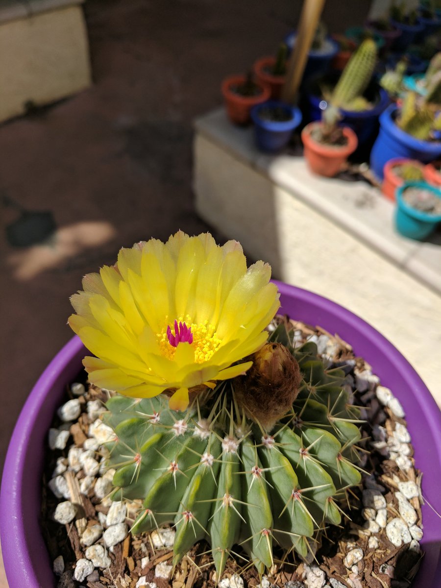 CactusSociety's tweet photo. On a fun note, here's the best bloom I've had so far this spring.

Can't​ get over the stunning yellow w/ pink in the middle! #cactus #cacti https://t.co/0DYpTHSDAp