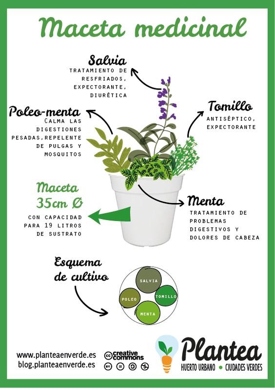 Ecoacalco_'s tweet photo. Checa cómo puedes ordenar tu macetero para tener plantas medicinales. #DiyGreen #TeRecordéY https://t.co/7vFaMCBwiD