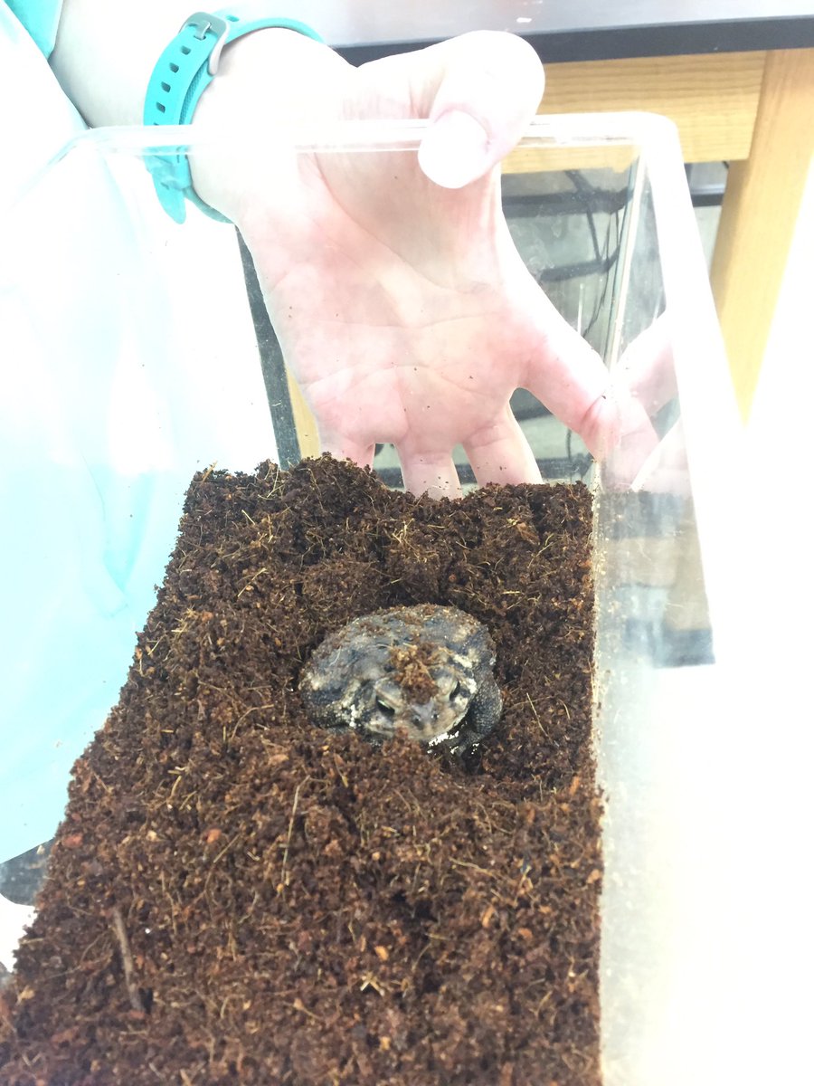 CalhounBiology's tweet photo. 🤷‍♂️DCHS STEM Night!!!

🕕Tuesday, 6-8 PM 

DCHS Commons

🐸🐢🐍🦎 https://t.co/Q1srt6Derc