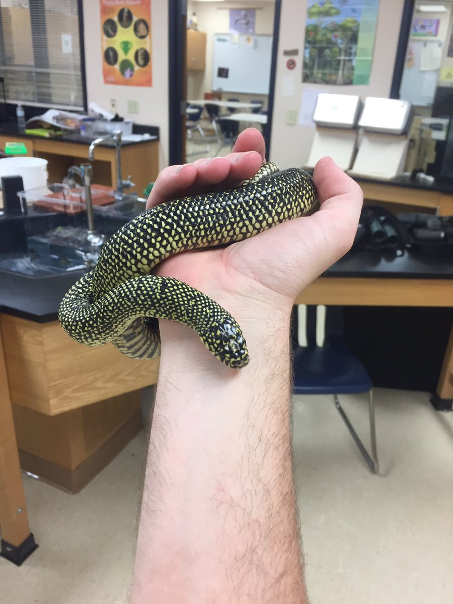 CalhounBiology's tweet photo. 🤷‍♂️DCHS STEM Night!!!

🕕Tuesday, 6-8 PM 

DCHS Commons

🐸🐢🐍🦎 https://t.co/Q1srt6Derc